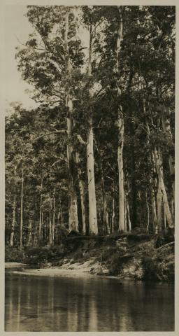 1930 Blue Gums by Alan Rigby
